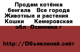 Продам котёнка бенгала - Все города Животные и растения » Кошки   . Кемеровская обл.,Осинники г.